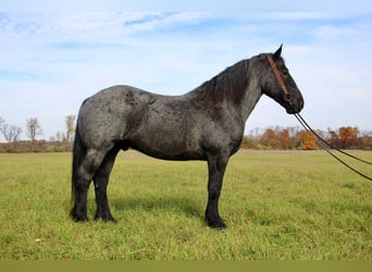 American Quarter Horse, Gelding, 14 years, 17 hh, Roan-Blue