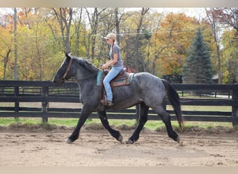 American Quarter Horse, Gelding, 14 years, 17 hh, Roan-Blue