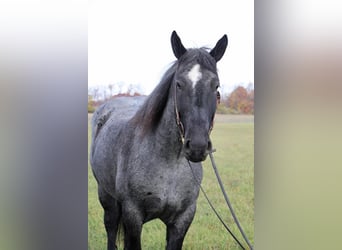 American Quarter Horse, Gelding, 14 years, 17 hh, Roan-Blue