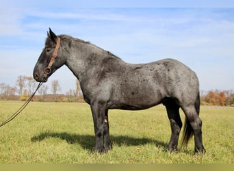 American Quarter Horse, Gelding, 14 years, 17 hh, Roan-Blue