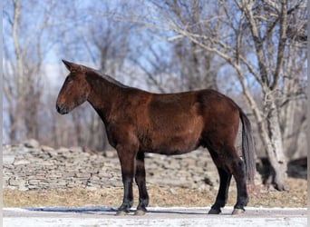 American Quarter Horse, Gelding, 14 years, Black
