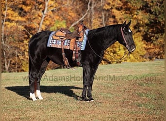 American Quarter Horse, Gelding, 14 years, Black