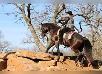 American Quarter Horse, Gelding, 14 years, Black