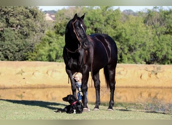 American Quarter Horse, Gelding, 14 years, Black