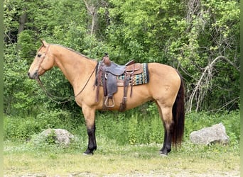 American Quarter Horse, Gelding, 14 years, Buckskin