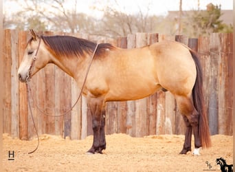 American Quarter Horse, Gelding, 14 years, Buckskin