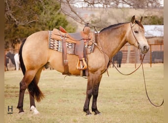 American Quarter Horse, Gelding, 14 years, Buckskin