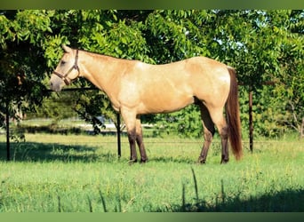 American Quarter Horse, Gelding, 14 years, Buckskin