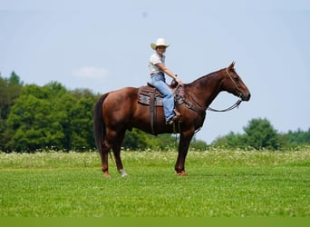 American Quarter Horse, Gelding, 14 years, Chestnut