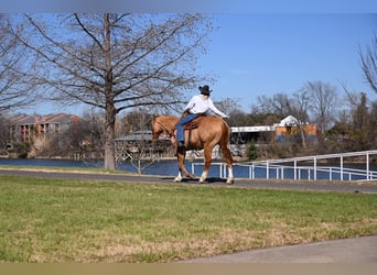 American Quarter Horse, Gelding, 14 years, Dun