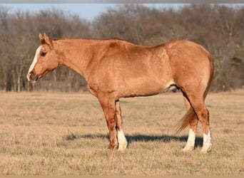 American Quarter Horse, Gelding, 14 years, Dun