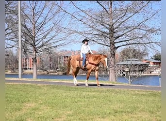 American Quarter Horse, Gelding, 14 years, Dun