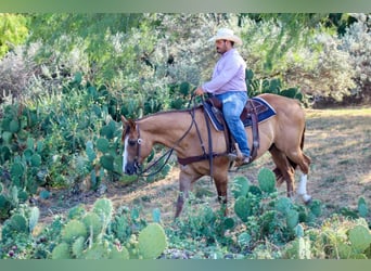 American Quarter Horse, Gelding, 14 years, Dun