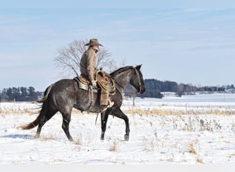 American Quarter Horse, Gelding, 14 years, Gray-Blue-Tan