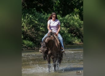 American Quarter Horse, Gelding, 14 years, Grullo