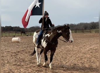 American Quarter Horse, Gelding, 14 years, Overo-all-colors