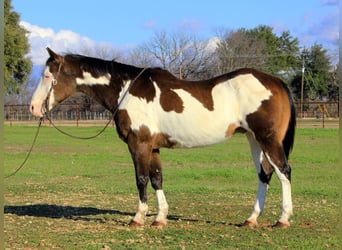 American Quarter Horse, Gelding, 14 years, Overo-all-colors