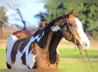 American Quarter Horse, Gelding, 14 years, Overo-all-colors