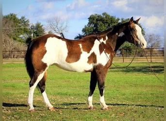 American Quarter Horse, Gelding, 14 years, Overo-all-colors