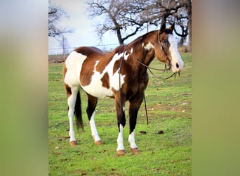 American Quarter Horse, Gelding, 14 years, Overo-all-colors