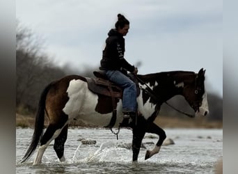 American Quarter Horse, Gelding, 14 years, Overo-all-colors