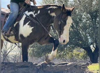 American Quarter Horse, Gelding, 14 years, Overo-all-colors