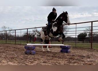 American Quarter Horse, Gelding, 14 years, Overo-all-colors