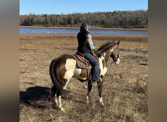 American Quarter Horse, Gelding, 14 years, Overo-all-colors