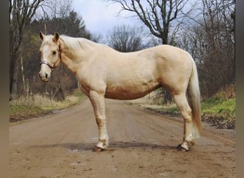 American Quarter Horse, Gelding, 14 years, Palomino
