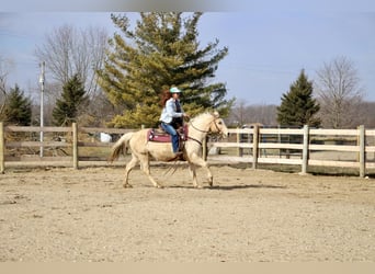 American Quarter Horse, Gelding, 14 years, Palomino