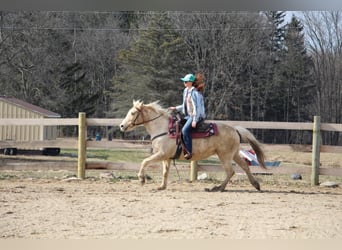 American Quarter Horse, Gelding, 14 years, Palomino