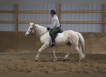 American Quarter Horse, Gelding, 14 years, Palomino