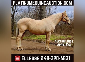 American Quarter Horse, Gelding, 14 years, Palomino