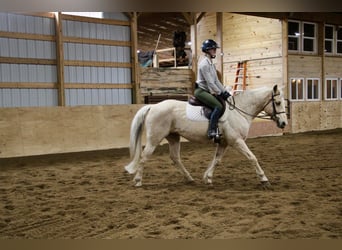 American Quarter Horse, Gelding, 14 years, Palomino