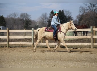 American Quarter Horse, Gelding, 14 years, Palomino