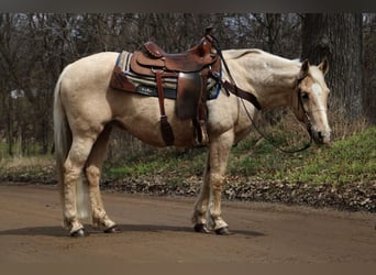 American Quarter Horse, Gelding, 14 years, Palomino