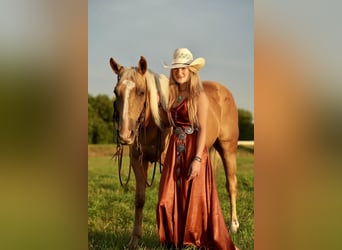 American Quarter Horse Mix, Gelding, 14 years, Palomino
