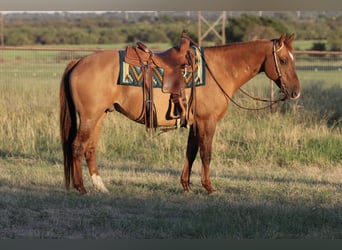 American Quarter Horse, Gelding, 14 years, Red Dun