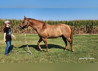 American Quarter Horse, Gelding, 14 years, Red Dun