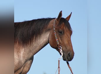 American Quarter Horse, Gelding, 14 years, Roan-Bay