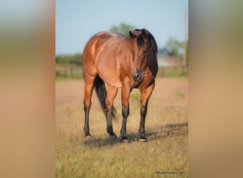 American Quarter Horse, Gelding, 14 years, Roan-Bay