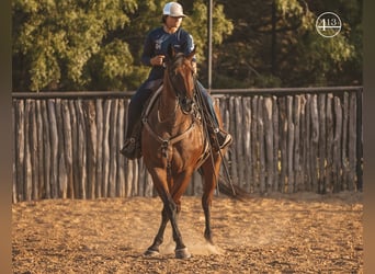 American Quarter Horse, Gelding, 14 years, Roan-Bay