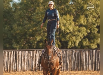 American Quarter Horse, Gelding, 14 years, Roan-Bay