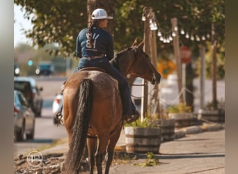 American Quarter Horse, Gelding, 14 years, Roan-Bay