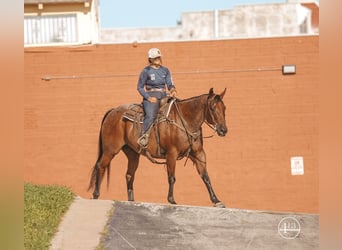 American Quarter Horse, Gelding, 14 years, Roan-Bay