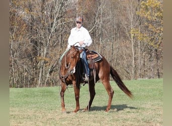 American Quarter Horse, Gelding, 14 years, Roan-Red