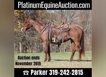 American Quarter Horse, Gelding, 14 years, Roan-Red