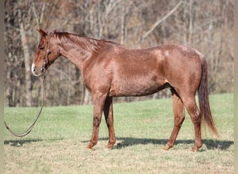 American Quarter Horse, Gelding, 14 years, Roan-Red