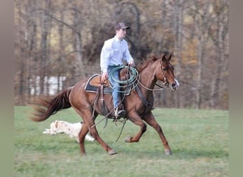 American Quarter Horse, Gelding, 14 years, Roan-Red