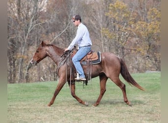 American Quarter Horse, Gelding, 14 years, Roan-Red